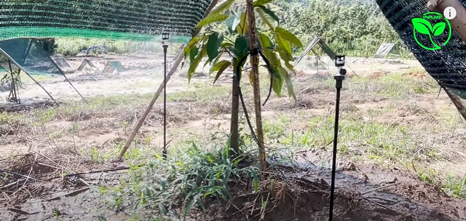 tai sao sau rieng can he thong tuoi rieng